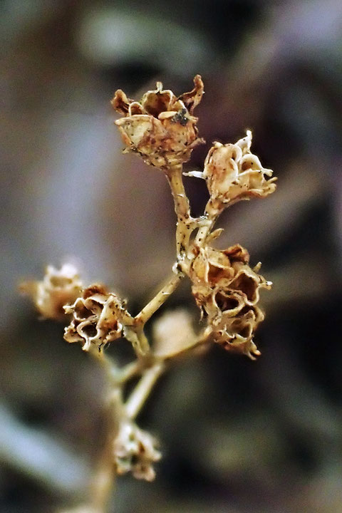 サクライソウの花ガラをよく見ると、心皮が3個あることがわかります。