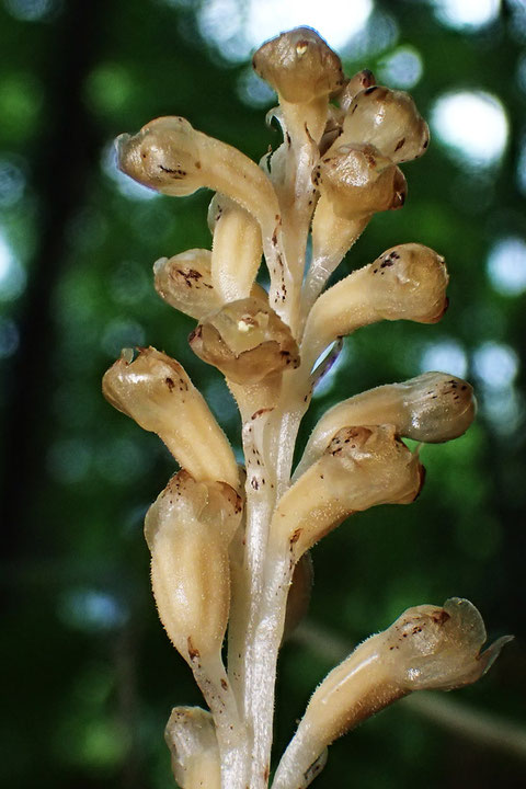 タンザワサカネランは、全体に白い短毛がまばらに生えていました。　わずかに開口している花もあります