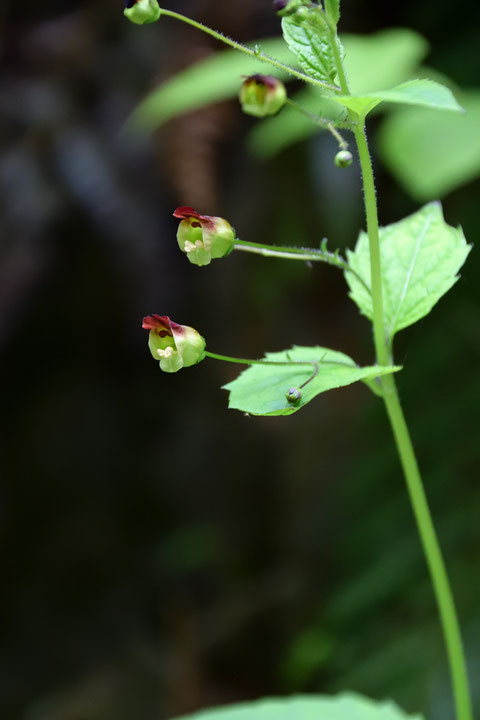 サツキヒナノウスツボの花柄は細長く、花は横向き〜やや上向きにつきます。  名の由来は小さな壺状だから