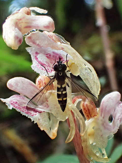 ハエやアブの仲間？　花粉塊を持ち出すところは観察できなかった