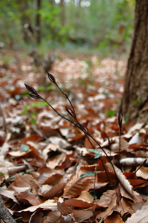 コナラの根元にあった。　高さは15cmほど。　6個の花ガラが残っていた