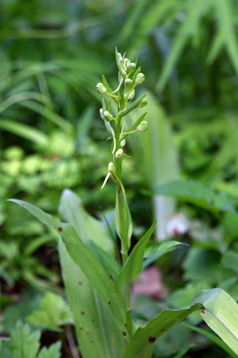 ツレサギソウ (連鷺草)　ラン科 ツレサギソウ属　　まだ蕾