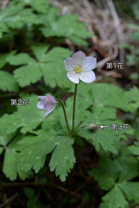 ＃７ 3個の花をつけたニリンソウ 2016.04.02 栃木県那須郡 alt=190m