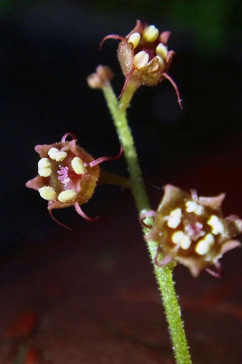 タキミチャルメルソウの花弁は稀に3裂することがあるそうですが、今回は見つかりませんでした