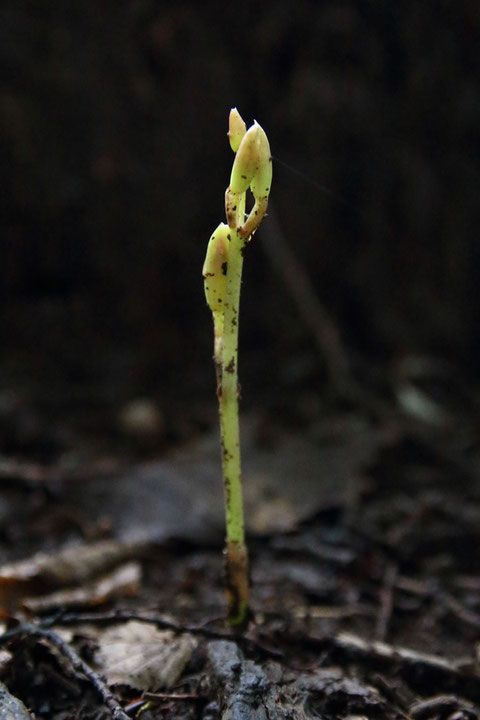 マヤランの新芽　数十センチの距離に夏咲きの殻がありました。　黒点は泥ハネ