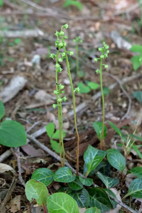 イチヤクソウ (一薬草)　ツツジ科 イチヤクソウ属　ほとんどが開花前でした