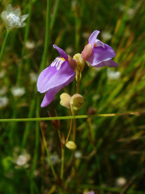 ホザキノミミカキグサ (穂咲の耳掻草)　タヌキモ科 タヌキモ属