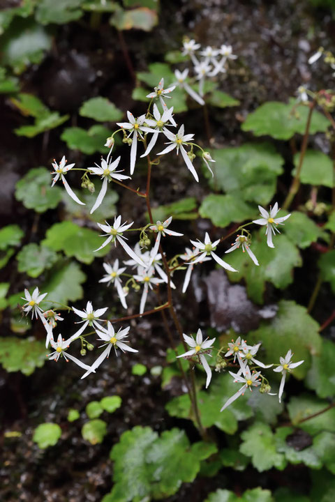 ＃７　ダイモンジソウは、集散花序〜円錐花序となる