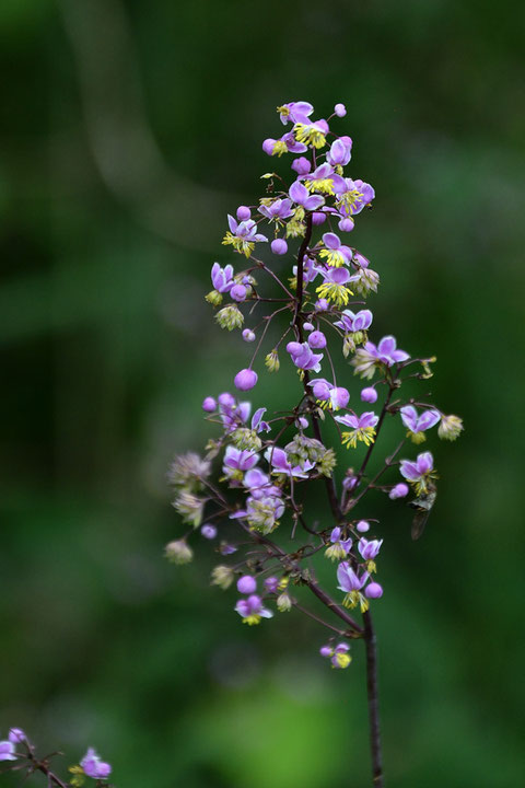 シキンカラマツ (紫錦唐松)　キンポウゲ科 カラマツソウ属