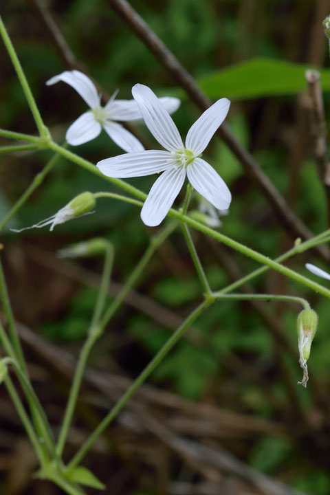 花はミミナグサ属の中で最大級の直径3cmほど。花弁先端に切れ込みがない