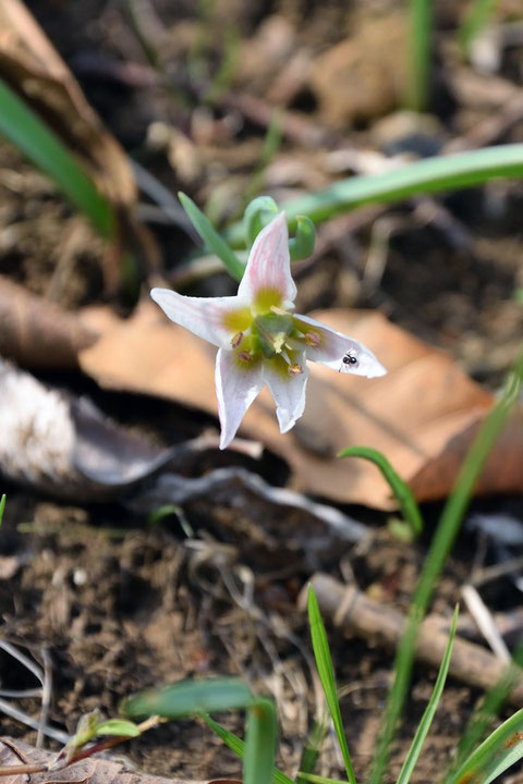 ヒロハノアマナ (広葉の甘菜)　ユリ科 アマナ属　1つだけ先残りがあった