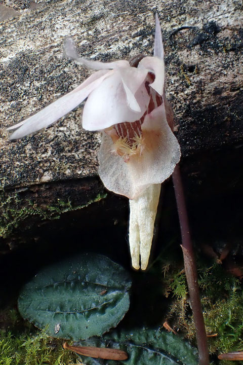 シロバナホテイラン　こんなお花を見ることができて、本当に運がよかった！