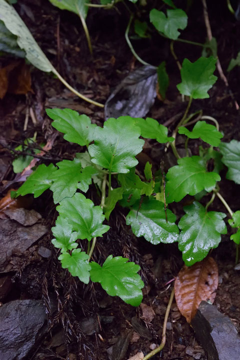 オウギカズラ (扇葛)　シソ科 キランソウ属　　今は葉のみ。花期は5月頃です