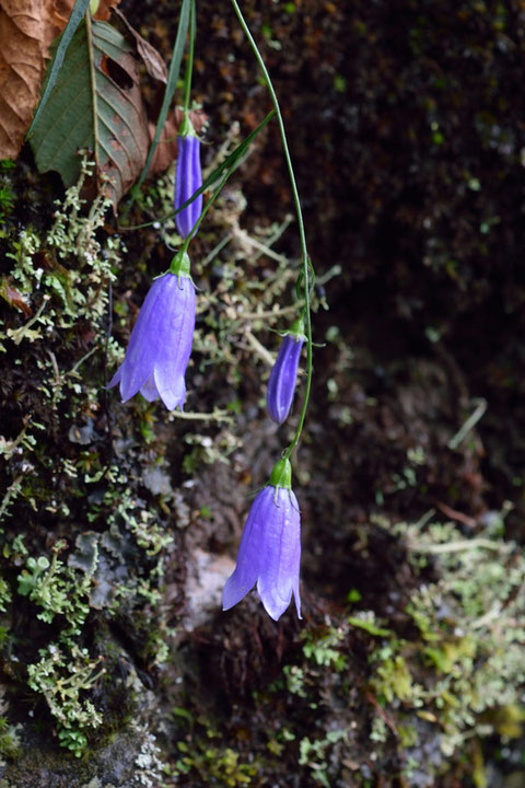 イワシャジンの花茎は細長く、2〜5cmほど。　花冠は5裂します。　花柱は花冠より短い。