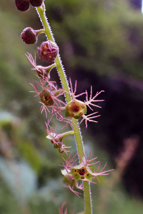 コシノチャルメルソウの花は、アンテナのような不思議な形の花弁が印象的