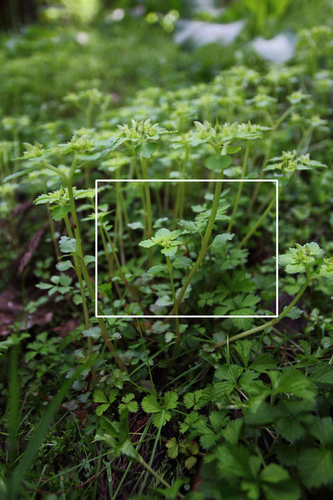 ネコノメソウの識別には茎葉の生え方も重要なのだが・・　下は拡大写真