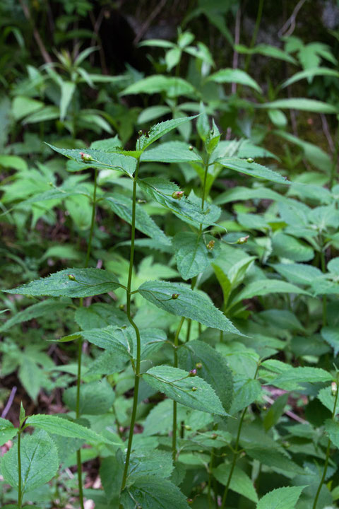 イナサツキヒナノウスツボは、下方から上方の葉脇ほぼすべてに花序をつけます