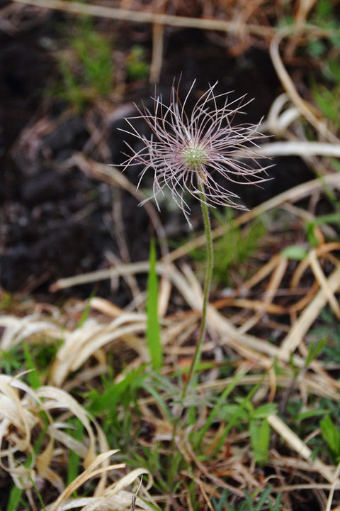 オキナグサ (翁草)　キンポウゲ科　オキナグサ属　　花は終わり果実期です