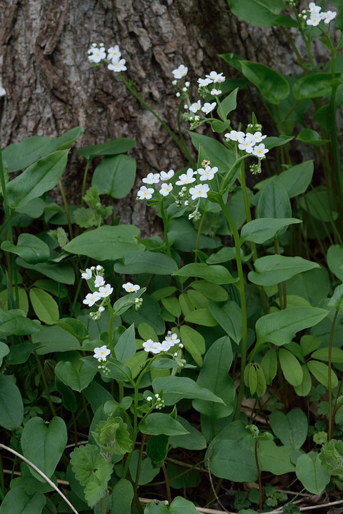 タチカメバソウの花序は通常２つ。　よく似たツルカメバソウは１つです