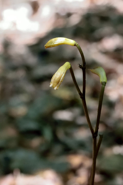 エンシュウムヨウランは、葉緑素を持たない菌従属栄養植物。　alt=70m