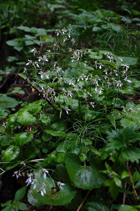 ハルユキノシタ　2015.05.16　長野県　alt=975m（このページの写真すべて）