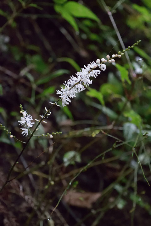 イヌショウマの花穂は先端が細くなる。　サラシナショウマは先端まで太い