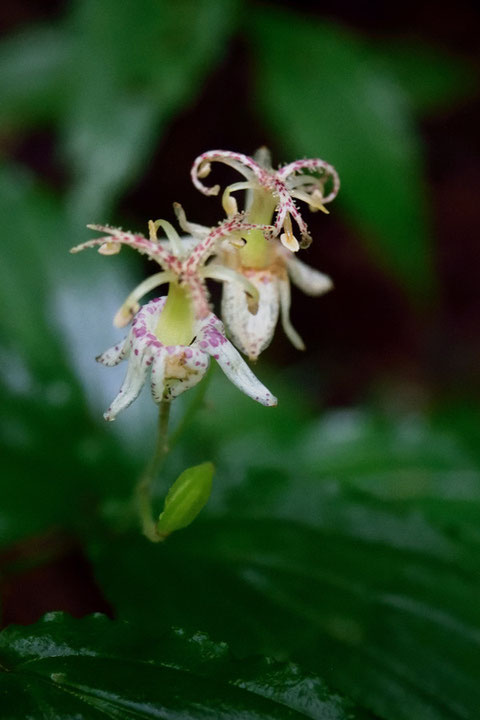 花が終わりかけで花被片が垂れ下がったヤマジノホトトギス？ 花糸下部に斑点無し