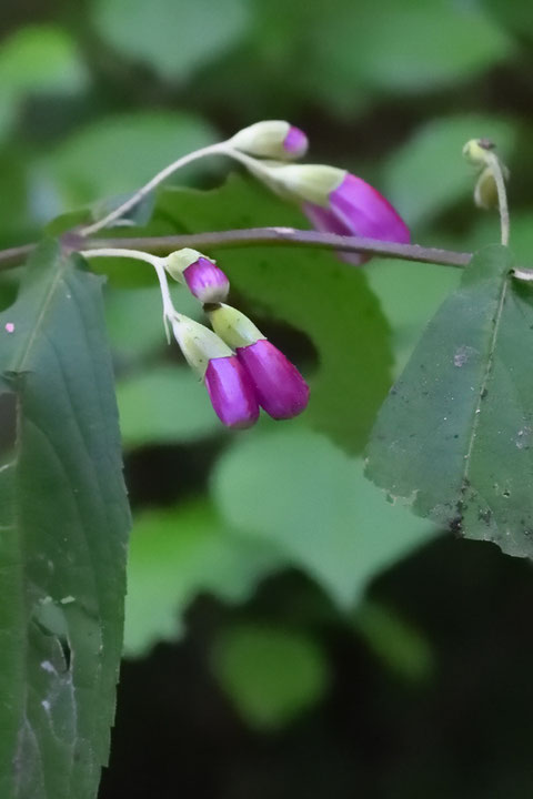 タニジャコウソウの花　なんとも言えない色合いです