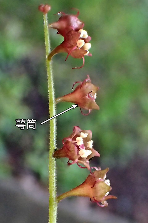 ＃１０　タキミチャルメルソウの花の萼筒は、釣鐘形