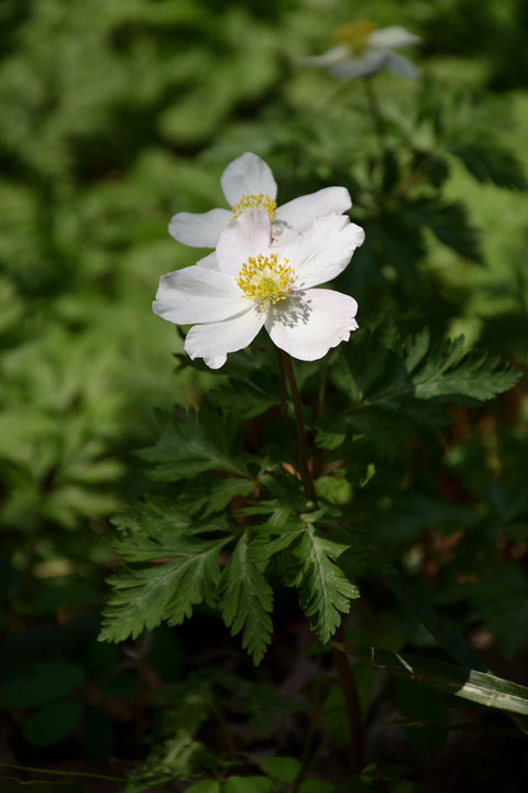 イチリンソウ　　高さは30〜40cmで、茎頂に径4cmほどの花を1個つけます