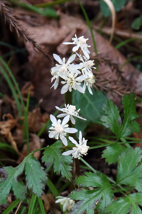 セリバオウレンの花　上側の株は両性花、下側は雄花