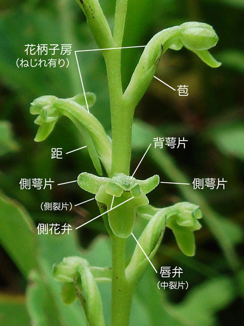　トンボソウの花の構造2