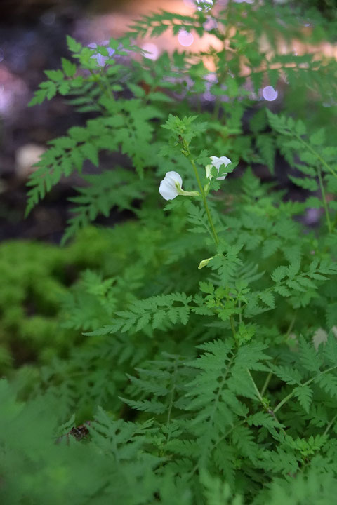 セリバシオガマの高さは30〜50cmほど。 茎は柔らかく、わずかな風で揺れてしまう