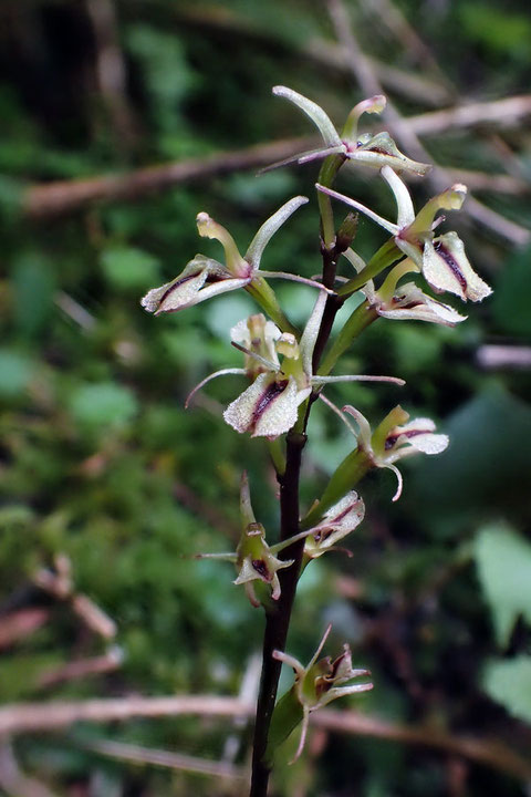 ギボウシランの花　唇弁の中央に、縦に暗紫色の帯がある