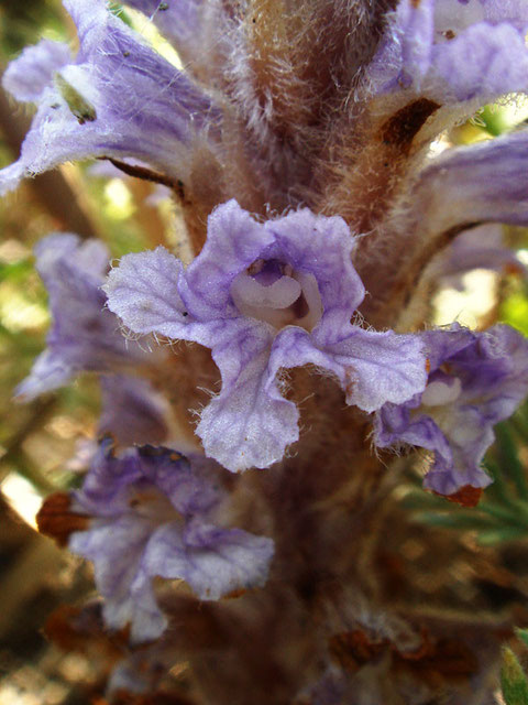 ハマウツボの花はこんな形。　薄紫色で美しい。　全体に白い軟毛が密に生えます。