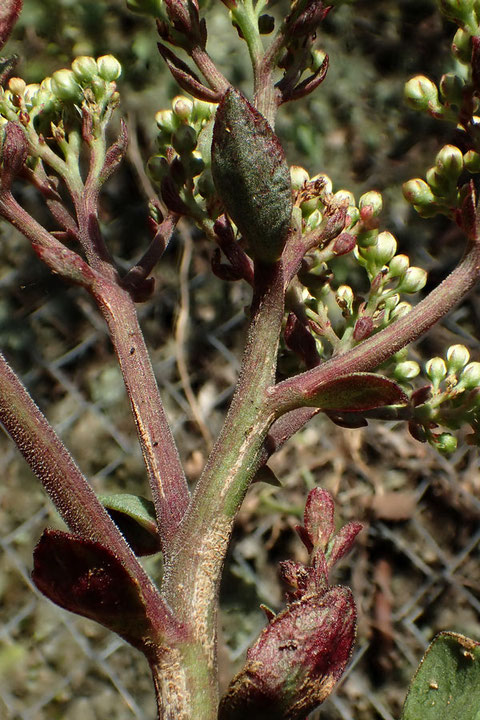 オオチチッパベンケイは微細な乳頭状突起が、茎・花柄や苞に、粉を吹いたように密生します。