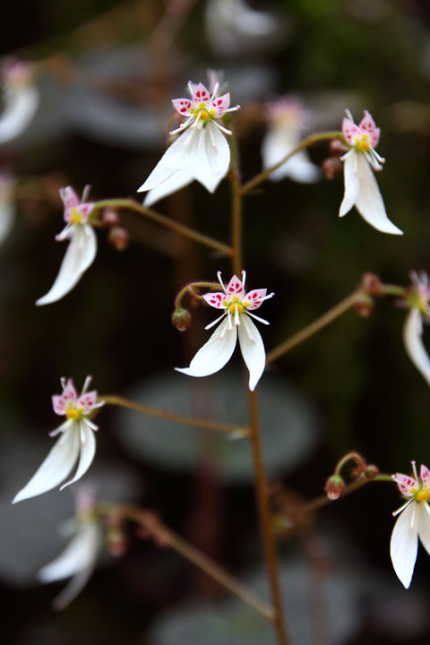 ユキノシタの花は、近寄って見てこそ、その魅力がわかる