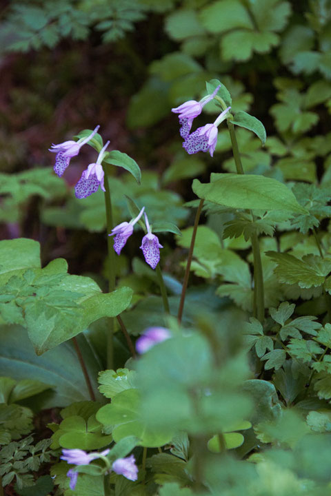 カモメランの花たちはとても状態がよく見えた。　まさに見頃。