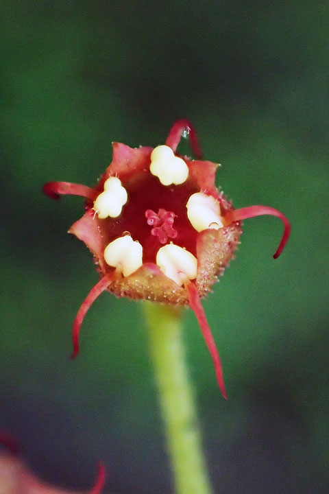 タキミチャルメルソウには針のように細い花弁のためか、ハリベンチャルメルソウの別名があります