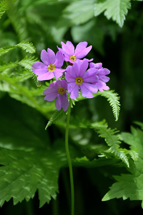 オオサクラソウの花茎の高さは40cmほどありました。　大きなサクラソウです