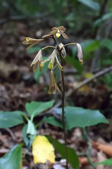 ムヨウラン　　見渡すと20株ほどが花を咲かせていた