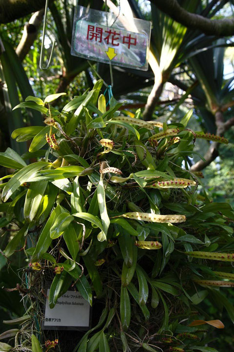 熱帯アフリカのブルボフィルム・ファルカツム　シダ植物のようだが...