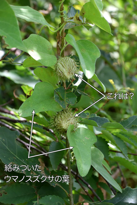 ウマノスズクサが絡みついたこの木(?)の花(?)はなんだろう？