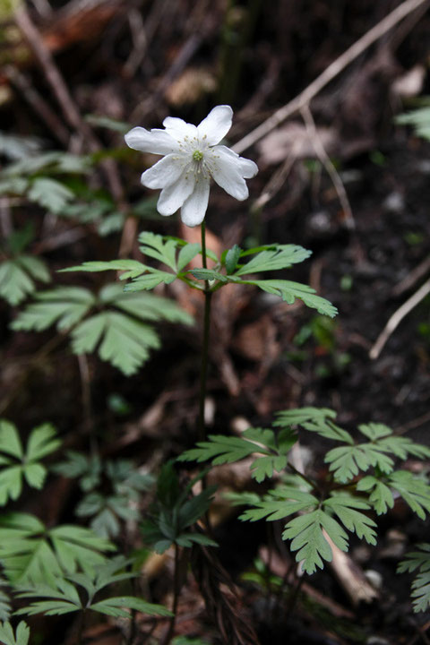 キクザキイチゲ (菊咲一華)　キンポウゲ科 イチリンソウ属