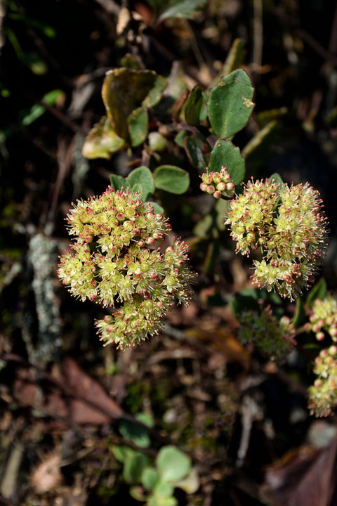 オオチチッパベンケイは、茎頂部に小さな花を密生させます