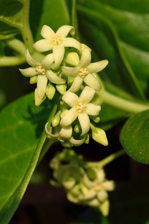 イヨカズラの花は淡黄色　薄紫色のクロバナイヨカズラというのもあります