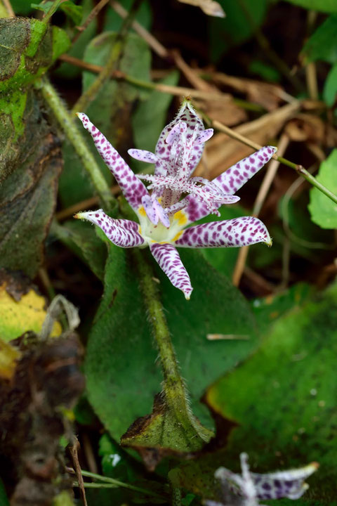 ホトトギス (杜鵑草) ユリ科 　花柱や柱頭、花糸や葯の上側にも斑点があります