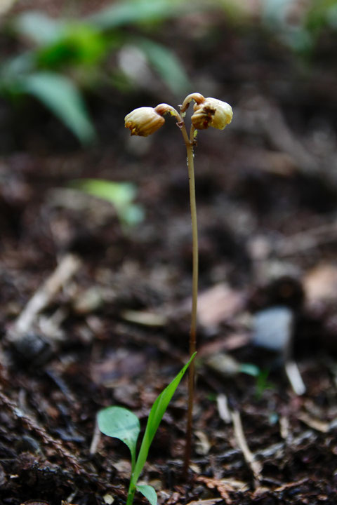 ナヨテンマ　絶滅危惧1B類の植物。　自生地は極めて限定的なようです