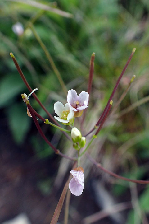 ミヤマハタザオ　ではないかと思われる花