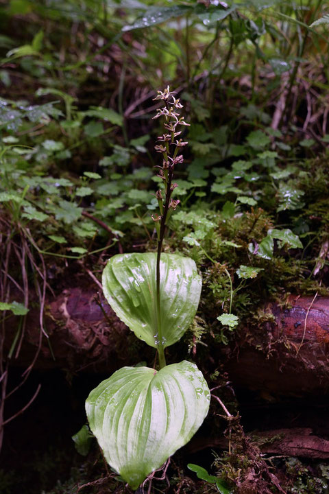 ギボウシラン (擬宝珠蘭)　ラン科 クモキリソウ属　Liparis auriculata